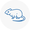 Rat Control Brixham