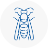Brixham Wasp Nest Removal